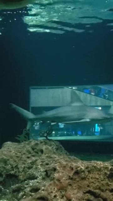 крутая страшная атака акулы молот-голова и рыба-меч укуса малака на пальце несчастного случая крова