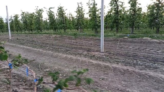 Wegetacja malin Glen Ample po zastosowaniu Ekoplon Maximus Platinum extra P. Projekt malina odc.7 смотреть онлайн