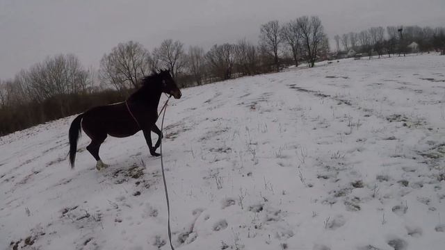 Работаем в зимнем поле))#ДианаТея #лошади #horse #cheval #pferde #equestrian #shortvideo #horselove смотреть онлайн