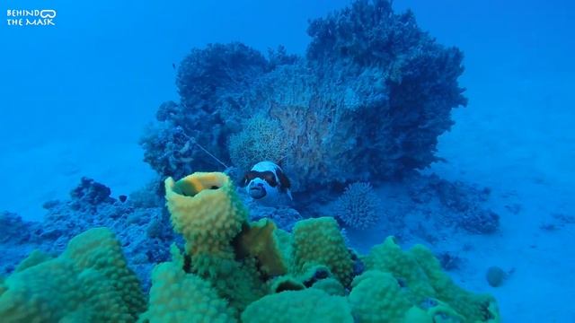 Pufferfish смотреть онлайн