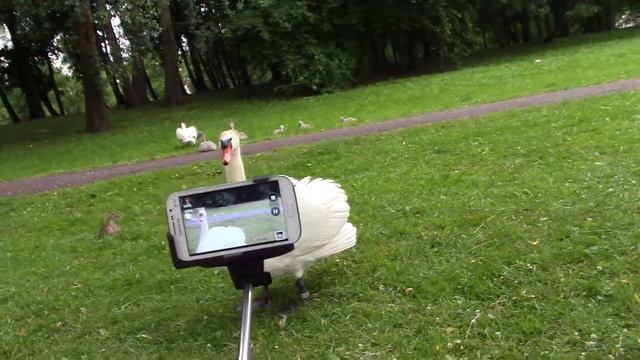 NEWS: ФОТОГЕНИЧНЫЙ ЛЕБЕДЬ ОХРАНИК СВОЕЙ МОЛОДОЙ СЕМЬИ ... смотреть онлайн