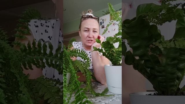 Пару слов о красавцах папоротниках🍀💚 смотреть онлайн