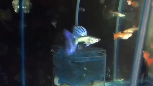 NEON BLUE MOSCOW смотреть онлайн