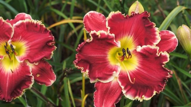 TWENTIETH CENTURY FOX смотреть онлайн