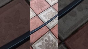 Капельный полив + дождеватель из ПНД трубы.