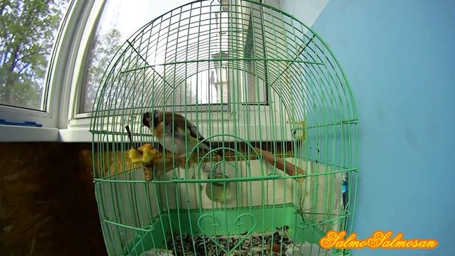 Пение птиц - Щегол Он запел. (Carduelis) حسون أوراسي 鸟儿唱歌 смотреть онлайн