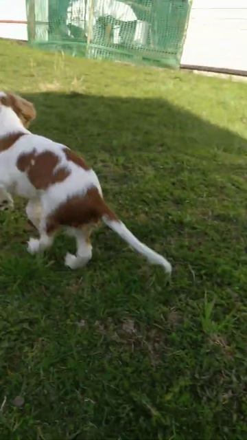 Кавалер Кинг Чарлз спаниель милый Cavalier king Charles spaniel. смотреть онлайн