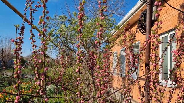 МИНДАЛЬ ТРЕХЛОПАСТНЫЙ. КАК ВЫРАЩИВАТЬ смотреть онлайн