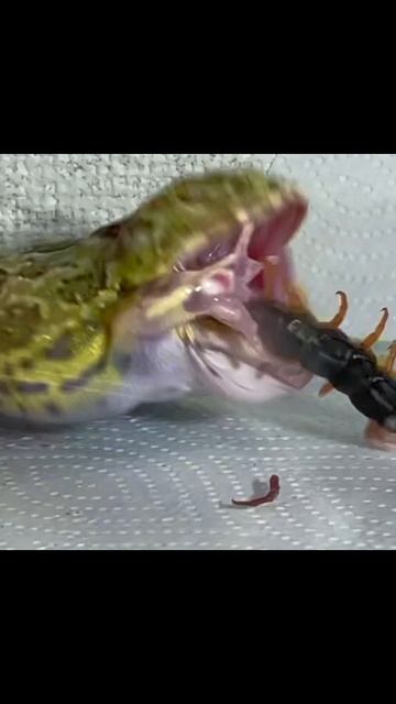 frog eating big centipede смотреть онлайн