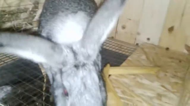 Клетка для кроликов. Cușca pentru iepuri смотреть онлайн