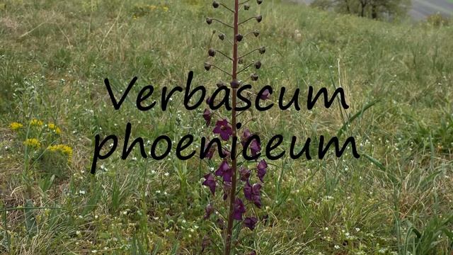 How to Pronounce Verbascum phoeniceum? смотреть онлайн