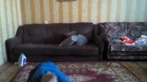 Что надо делать если дома насрал  заец