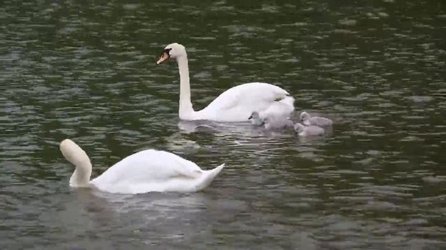 Семья лебедей. 💖 смотреть онлайн