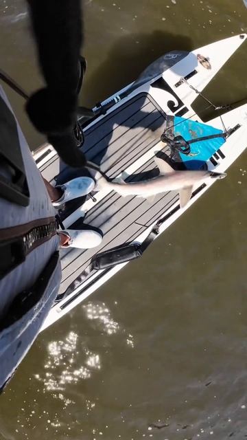Shark On A Paddleboard! 🦈🦈🦈🦈🦈🦈🦈🦈🦈🦈