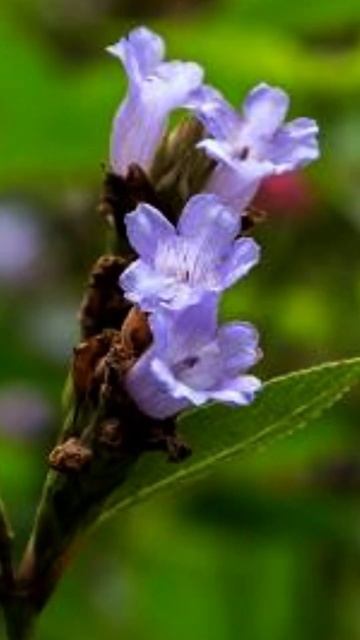 Neelakurinji Flower Which Blooms Once In 12 Yrs