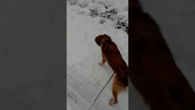 Гуляем всем семеиством
