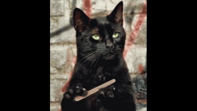 черный кот разбивает духи смотреть онлайн