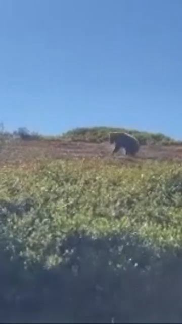 KILLSHOT | Mountain Side Bear Hunt