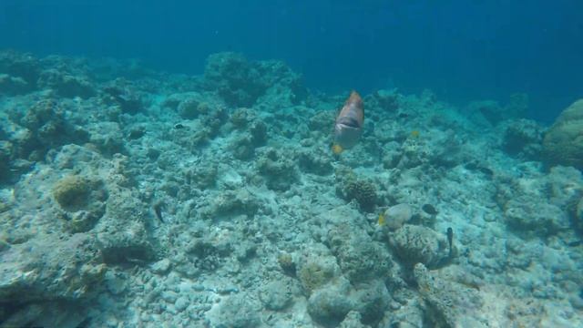 TRIGGERFISH ATTACK MALDIVES / АТАКА ТРИГГЕРФИША НА МАЛЬДИВАХ смотреть онлайн