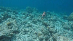 TRIGGERFISH ATTACK MALDIVES / АТАКА ТРИГГЕРФИША НА МАЛЬДИВАХ