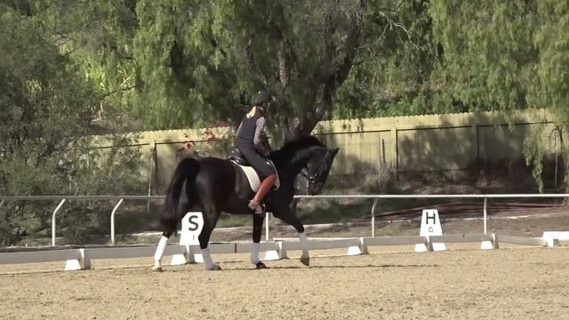 How Not to Grip with your Legs in Canter смотреть онлайн