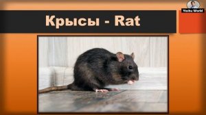 Звуки животных - Guess the Animal Sounds in Russian