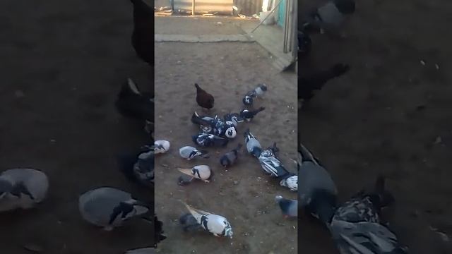Голуби на прогулке смотреть онлайн