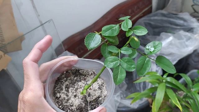 Ведро - ЧЕРЕНОЧНИК с маленьким секретом 😉🌱🌱🌱 смотреть онлайн