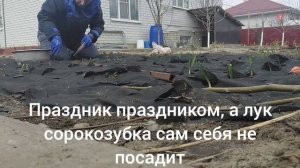 Сажаем лук сорокозубку под укрывной материал и без проблем