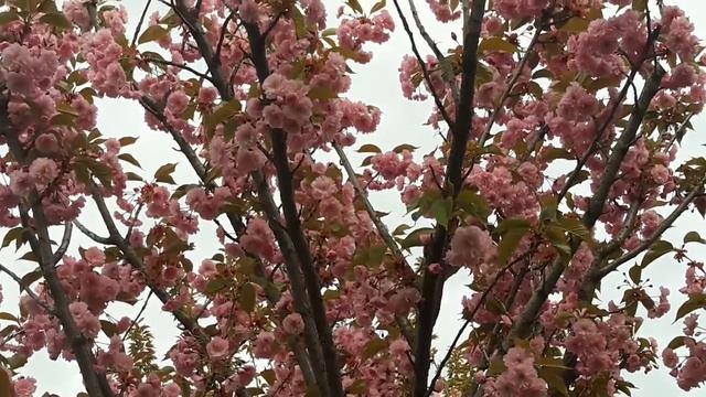 Sakura/Сакура/Cherry Blossom