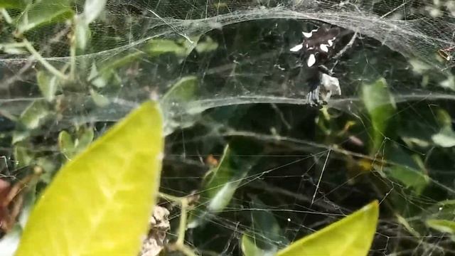 cyrtophora citricola in Sardegna смотреть онлайн