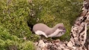 Ласка Самый маленький хищник в мире животных  Интересные факты про ласку