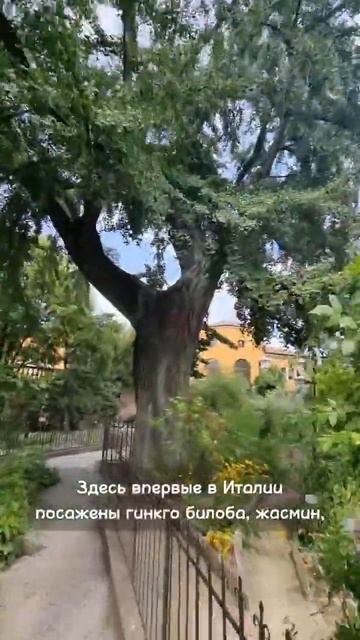 🌲🌳🌴🎄🎋 Сад ЮНЕСКО смотреть онлайн