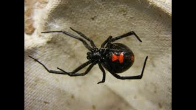 9 Of The Most Venomous Spiders In The World смотреть онлайн