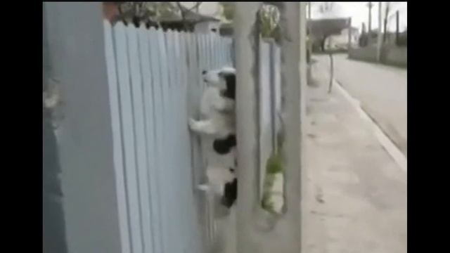 Сообразительный пес ) смотреть онлайн