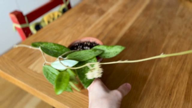 Hoya Rime-рост новых листьев, первое цветение смотреть онлайн