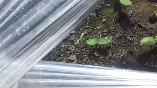 Бочка для огурцов смотреть онлайн