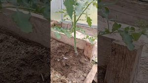 Безрассадный способ выращивания томатов в теплице