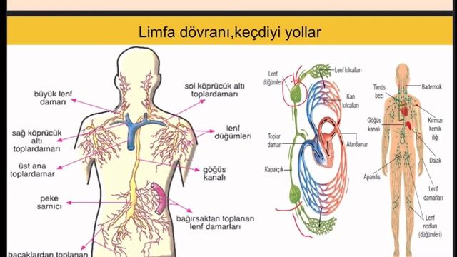 Limfa Sistemi.Limfa Sisteminin Quruluşu.Limfa Sisteminin Keçdiyi Yollar