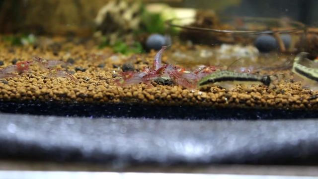 Otocinclus Vs Red rili смотреть онлайн