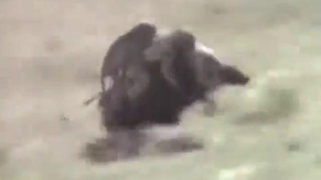 Обезьяны байкеры! смотреть онлайн