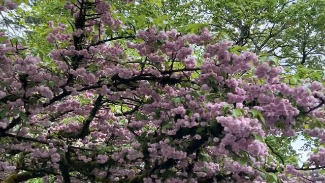 ‘Kiku-zakura’ in the rain (1/2) смотреть онлайн