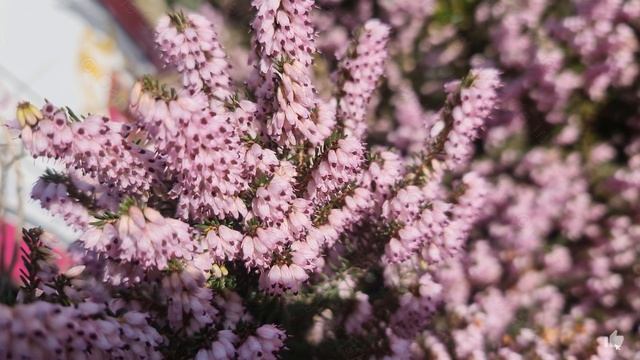 Spring colours – relaxing Zen moment – (4K) – Oasis in the City (OIC) смотреть онлайн