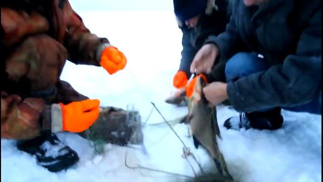 Зимняя рыбалка на реке Волга  Сеть зимой,  лещ Winter Fishing Big Bream