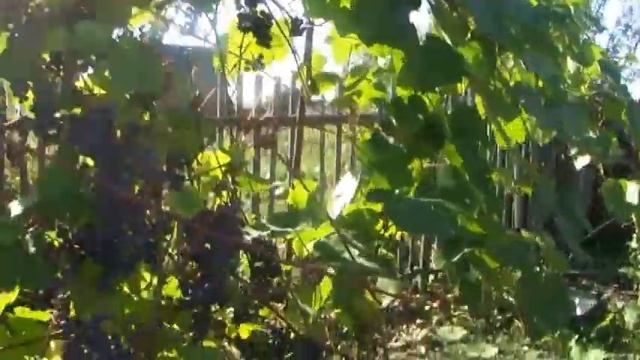 десятиметровый куст винограда в Сибири .mpg смотреть онлайн