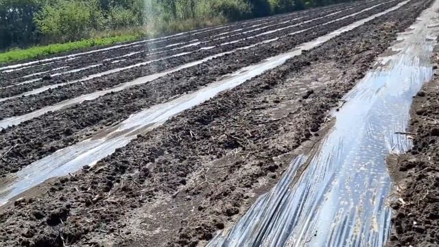 Гряды под клубнику клубника без бугров под мульчу смотреть онлайн