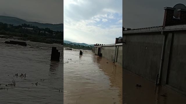 сел дар тангаи