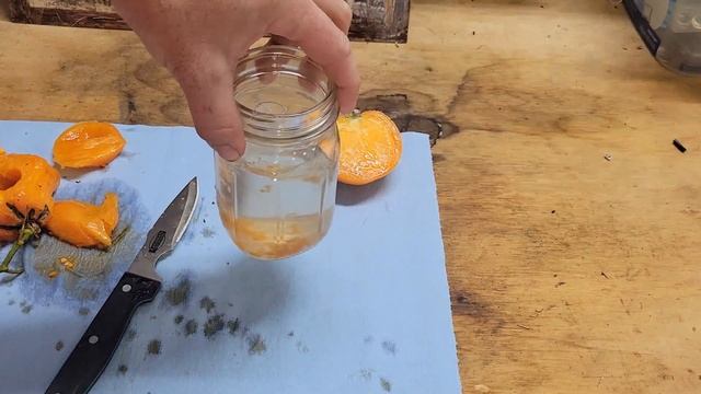 How to Save Tomato Seeds #hatfieldcountry #seedsaving #seeds #tomato смотреть онлайн