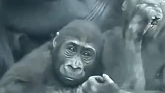 林戈的愛😆🤣💦#Djeeco#ゴリラ#迪亞哥#金剛猩猩#taipeizoo #gorilla #台北市立動物園20240523#5 смотреть онлайн