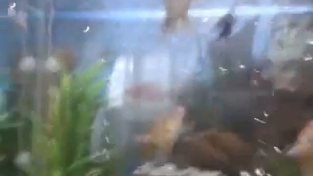 Последнее видео о рыбках смотреть онлайн